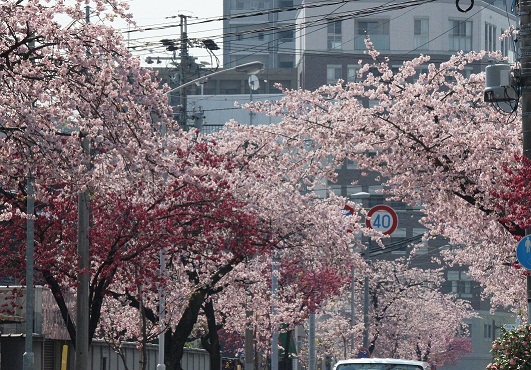 名古屋市 オオカンザクラの並木道 東区