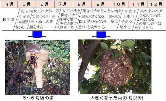 名古屋市 スズメバチ ハチに刺されないために 暮らしの情報