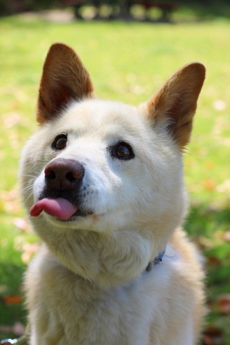 名古屋市 飼主さんを待っている犬猫の情報コーナー 暮らしの情報