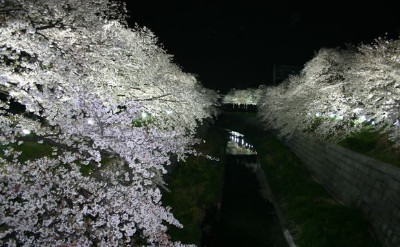 桜がライトアップされている風景