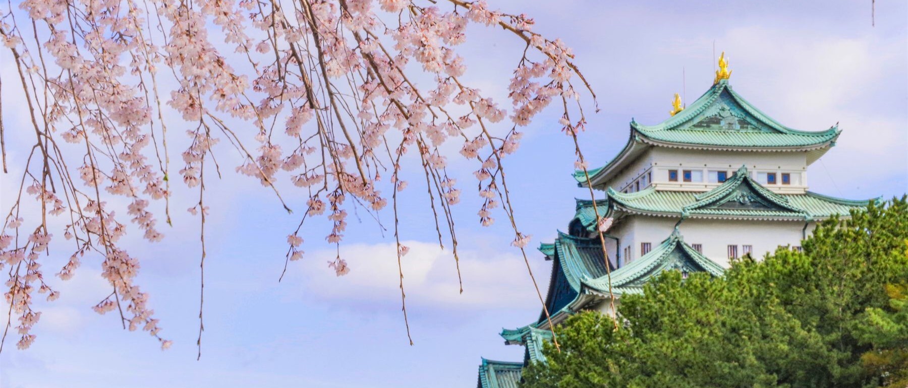 名古屋城と桜の画像