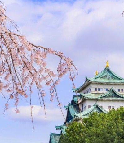 名古屋城と桜の画像