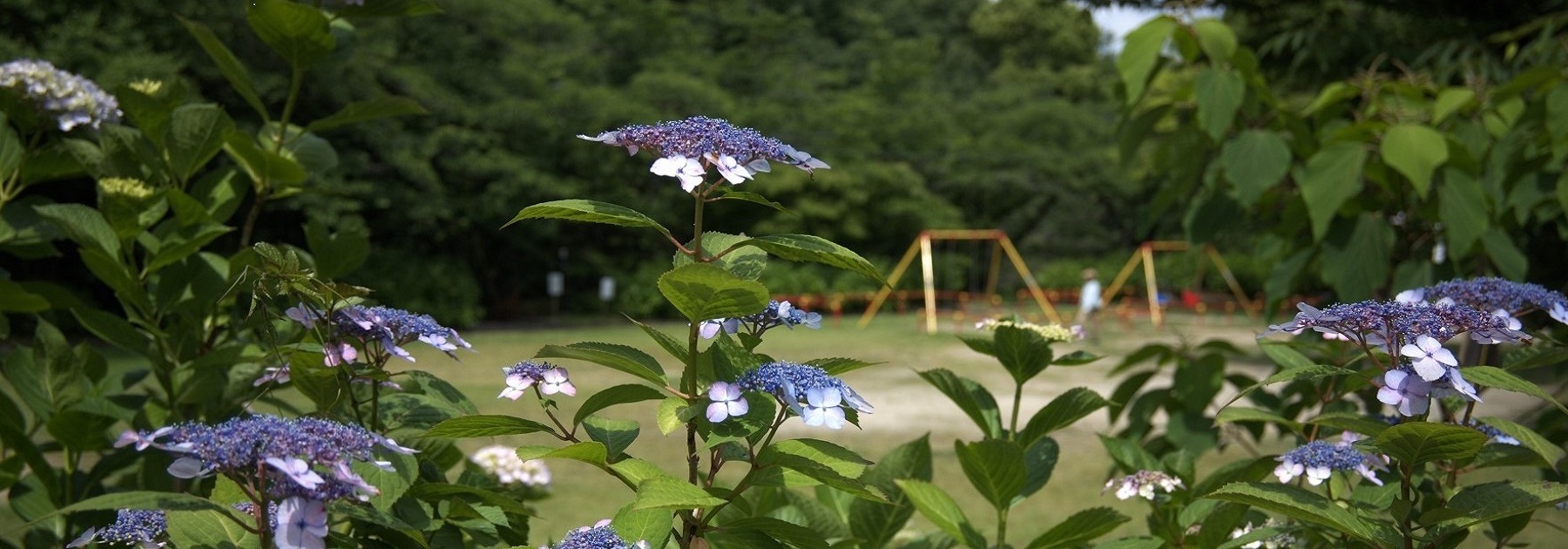 写真：茶屋ヶ坂公園