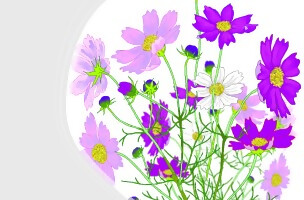 イラスト：コスモス
