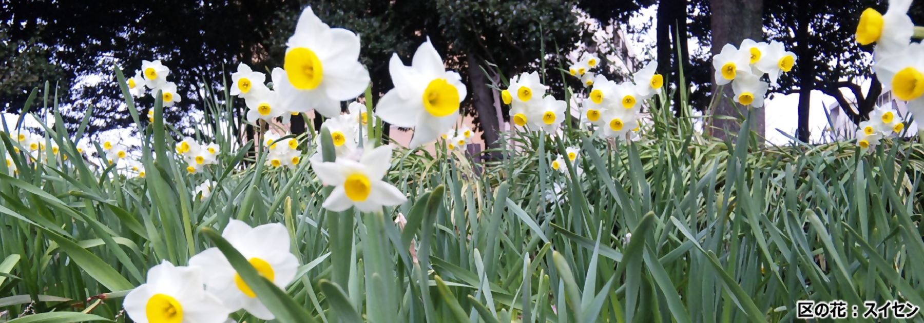 写真：区の花すいせん
