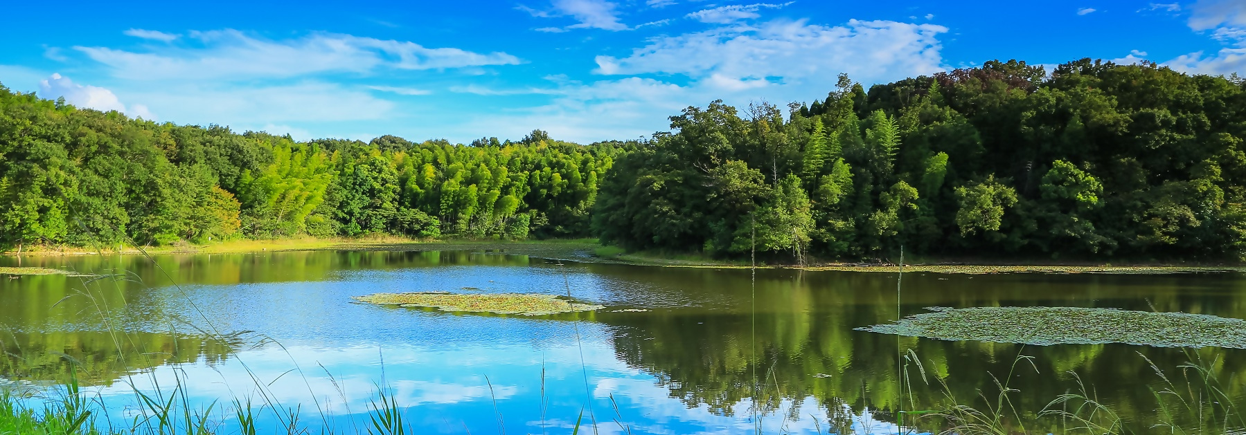 写真：夏の猪高緑地