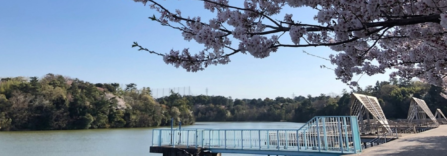 写真：春の牧野ケ池