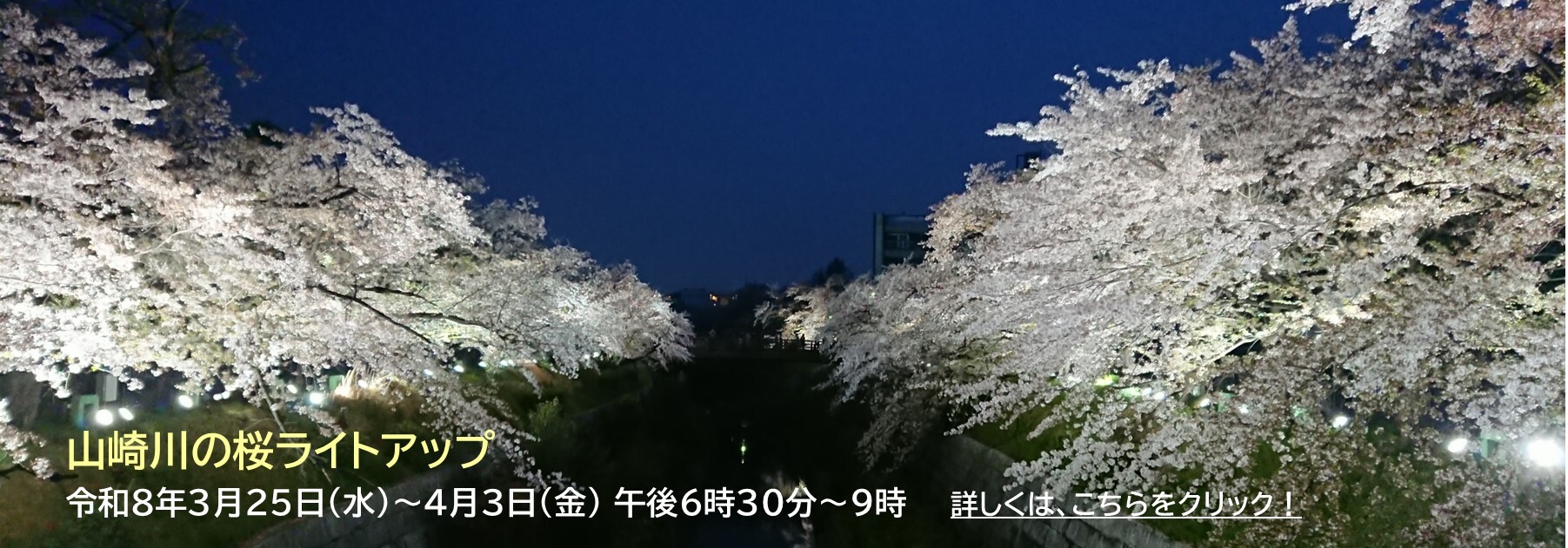 山崎川のさくらライトアップ情報
