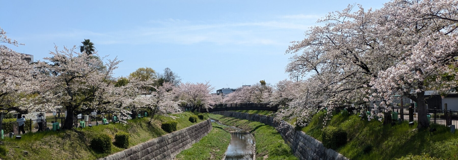 山崎川のさくら1