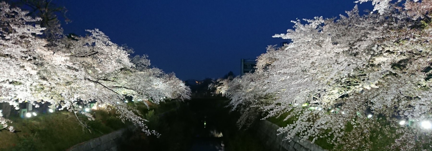 山崎川のさくら2