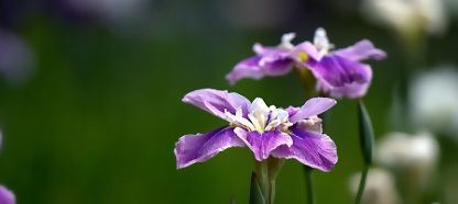 写真：ハナショウブ