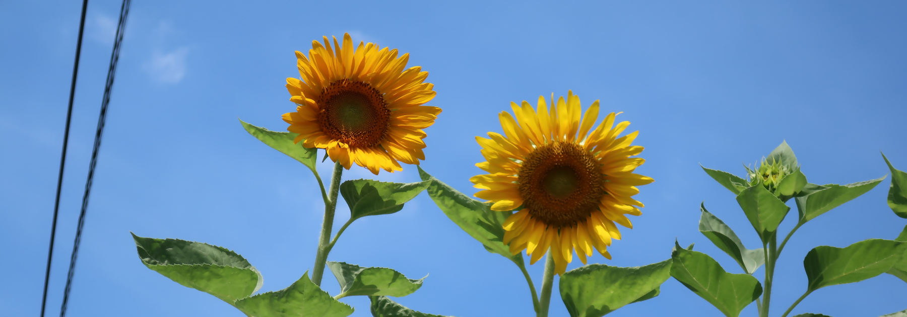 画像：ひまわり