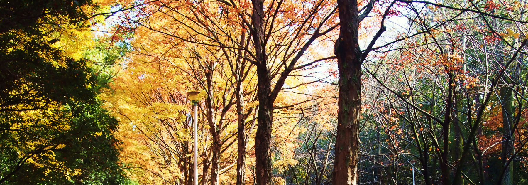 画像：大江川緑地