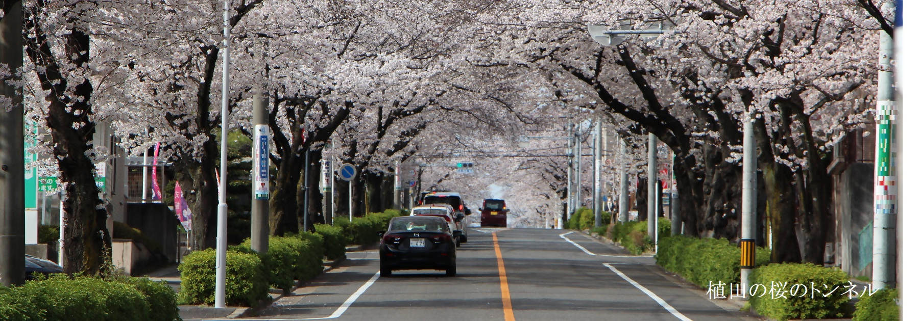 写真：植田の桜のトンネル