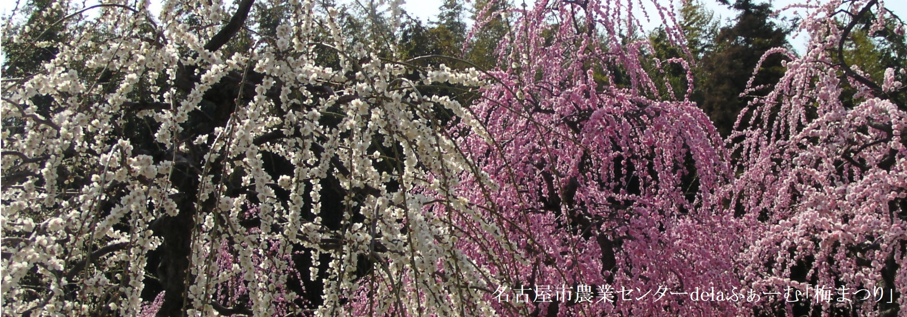 写真：名古屋市農業センターdelaふぁーむ　梅まつり