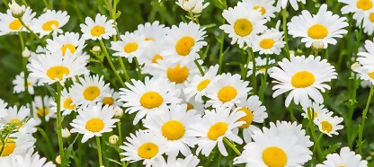 画像：マーガレットの写真