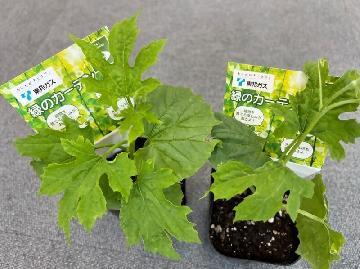 写真:ゴーヤの苗