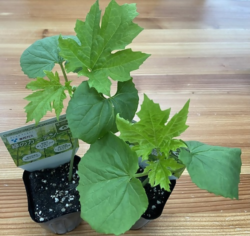 写真:ゴーヤの苗