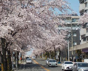 写真：名東区藤が丘のさくら