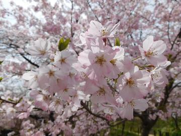 写真：ジンダイアケボノ