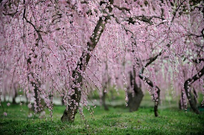 写真：しだれ梅