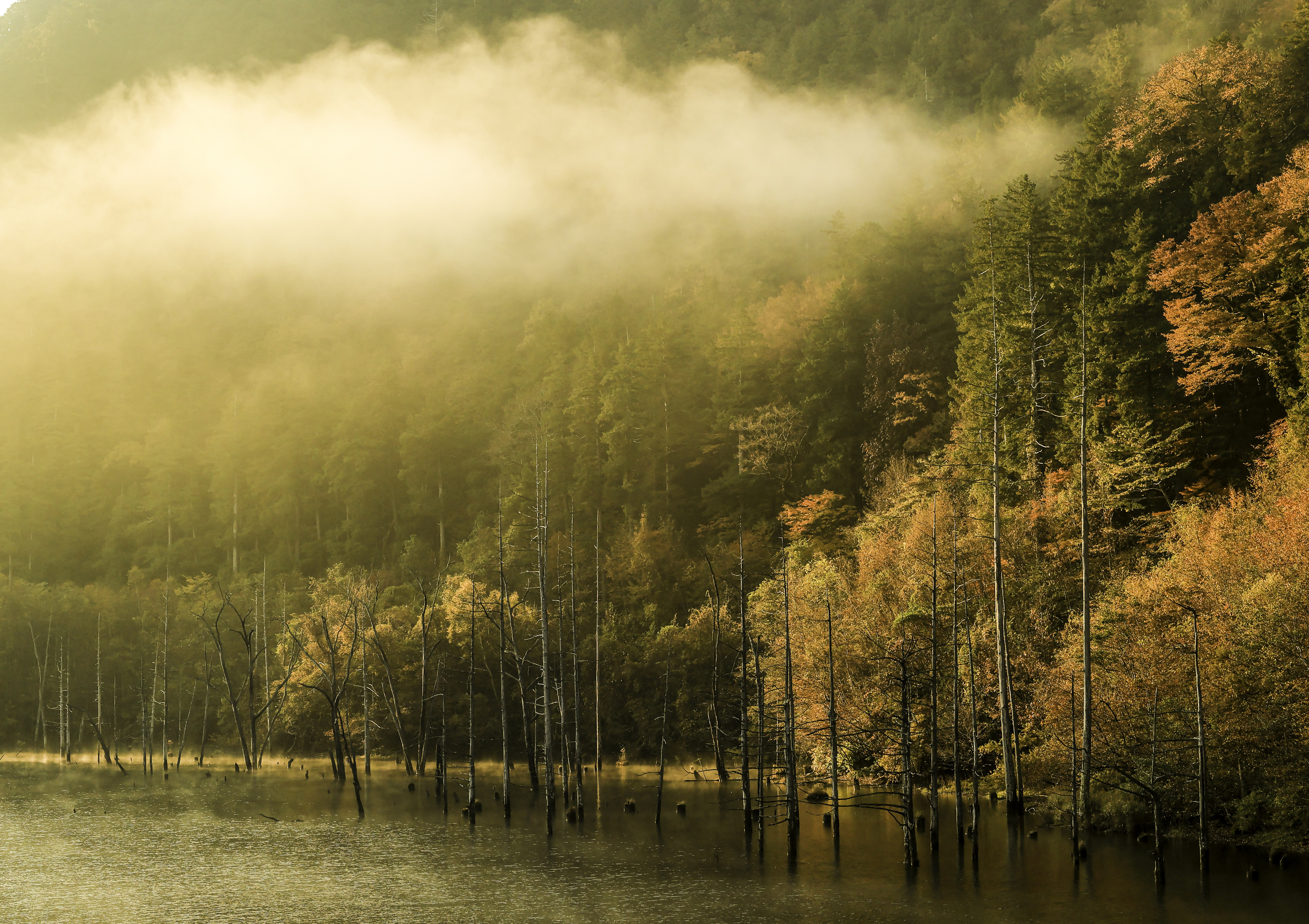 写真:木曽三川流域フォトコンテスト2024(最優秀賞)タイトル「光射す」(長野県王滝村)