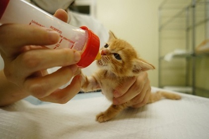 写真:哺乳瓶でミルクを飲む猫