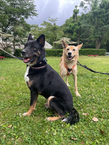 写真：芝生の上でリードを付け、うれしそうにしている犬2匹