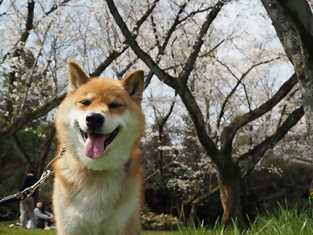 写真:桜の下でリードを付け、うれしそうにしている犬