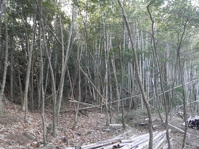 写真：里山　着手前