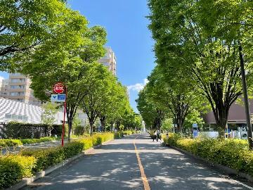 写真：エノキの並木