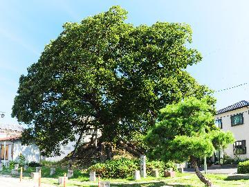 写真：一里塚のエノキ