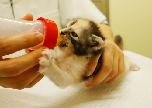 目指せ殺処分ゼロ!犬猫サポート寄附金事業のイメージ