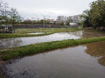 写真:猪高緑地の棚田の様子