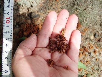 写真:手のひらに乗せたフラス