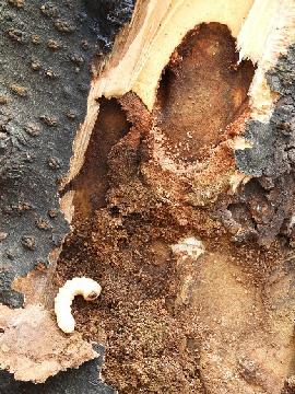 写真:クビアカツヤカミキリ(幼虫)