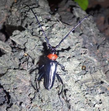 写真:クビアカツヤカミキリ(成虫)