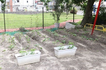 写真:畑コーナーです。