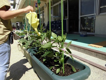 写真:プランターの様子です。