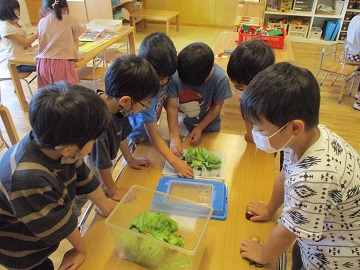 写真:保育室での生き物観察の様子です。