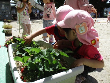 写真:食育活動として、園児が野菜を育てる様子です