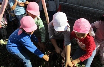 写真:いもほりの様子です