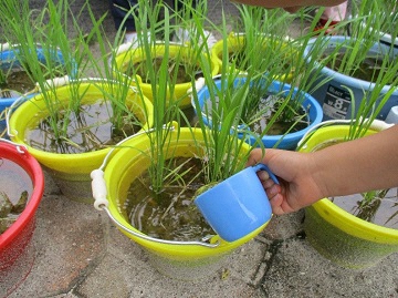 写真:野菜作りの様子です