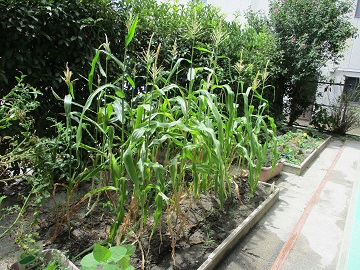 写真:野菜づくりの様子です。