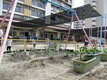 写真:畑の様子です