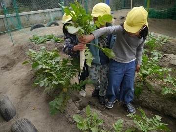 写真:畑で野菜を収穫する様子です
