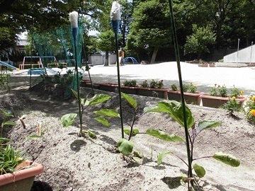 写真:畑の様子です。