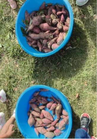 写真:さつまいも