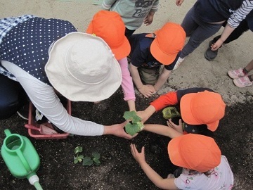 写真:野菜づくりの様子です