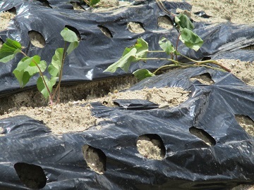 写真:行事(畑での苗植え)の様子です